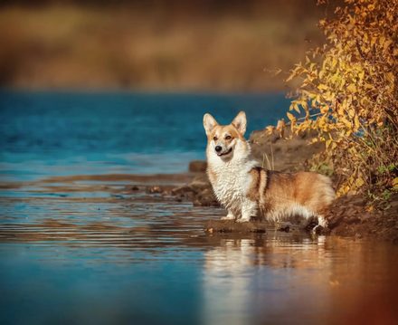 Вода · корги — кадр Марины Поляковой
