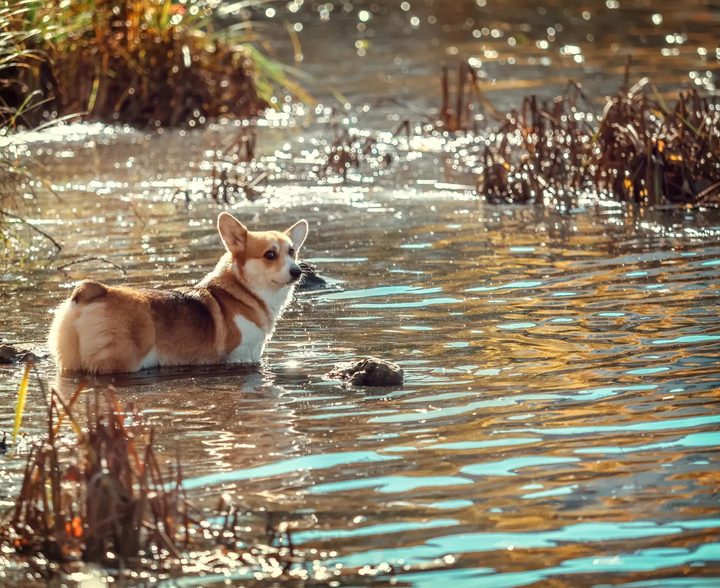 Корги плывёт в бирюзовой воде