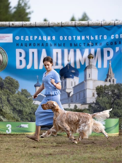Хэндлер в движении с собакой на выставке во Владимире