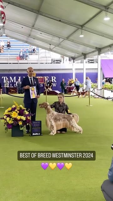 Собака в ринге, табличка Best of Breed на выставке